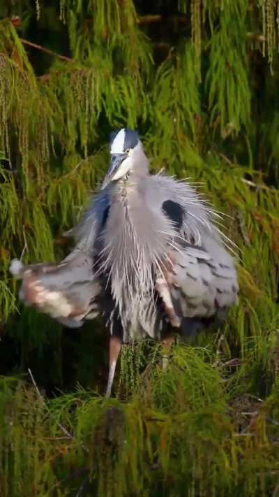 ? Great blue heron spin dries the striking breeding plumage they develop during mating season