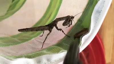 to catch the moth