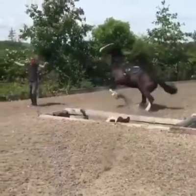 10/10 for the Horse