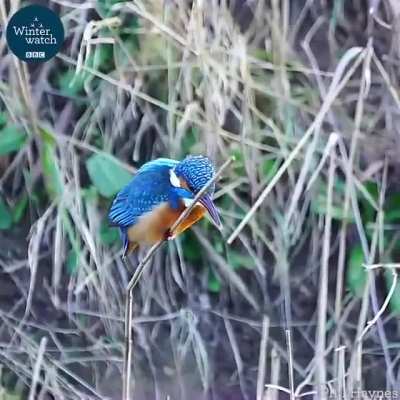 ? Kingfisher keeping its head completely stable.