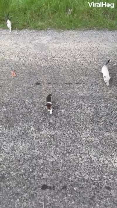 Dude got more than he bargained for