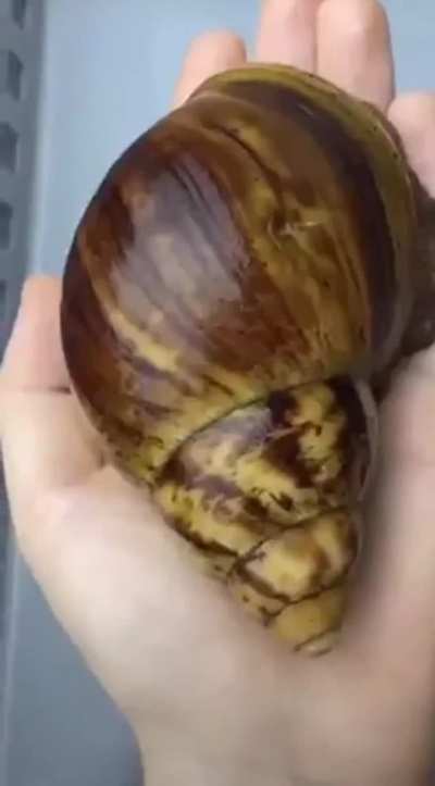 ? From peanuts to a big boy