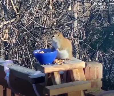 This squirrel getting drunk