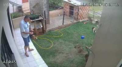 to get rid of ants
