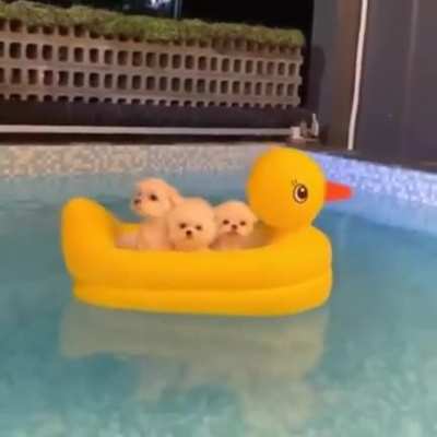 Summer Buddies