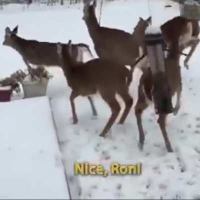 To capture deers