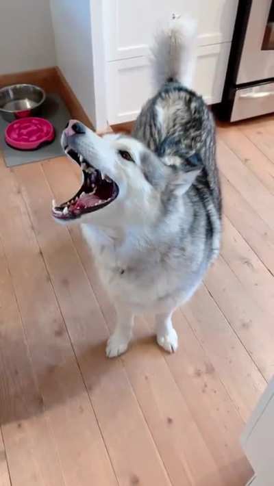 I heard you love Huskies! ?