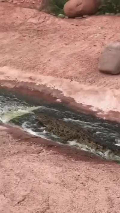 ? this cocodrile slidin' thru the water