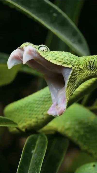 ? This Western Bush Viper Yawning/Showing Its Impressive Fangs ?