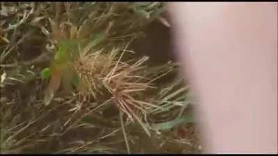 Ka-52 "Alligator" accidentally fires at spectators. Two journalists were seriously injured. Russia (17 September 2017)