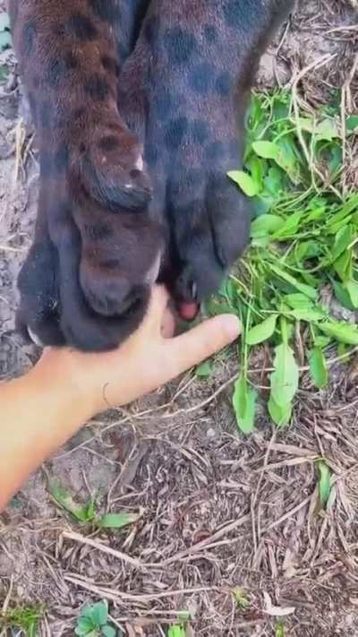 Gentle mittens