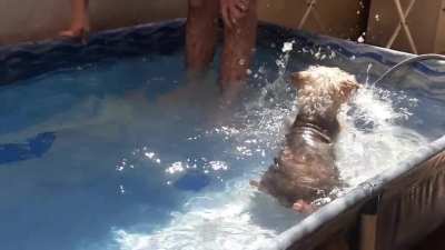 Got taken down on /aww because of "sad" content. Frankie is recently blind and loves playing in the pool. This is his first time after losing his eyesight AND LOOK HOW HAPPY HE IS