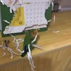 These little guys would just rip up your calendar to make themselves look pretty.
