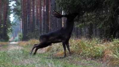 Black fallow deer recently seen in Baryczy Valley in Poland