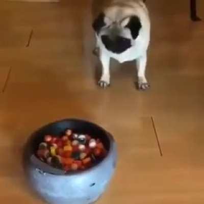 Trolling doggo! ??
