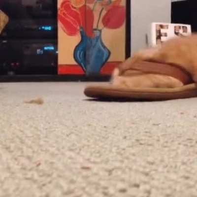 Nothing to see here except what one would normally see on a normal floor.