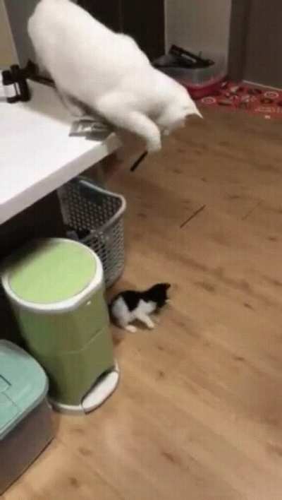 When your pet cat has a pet cat..