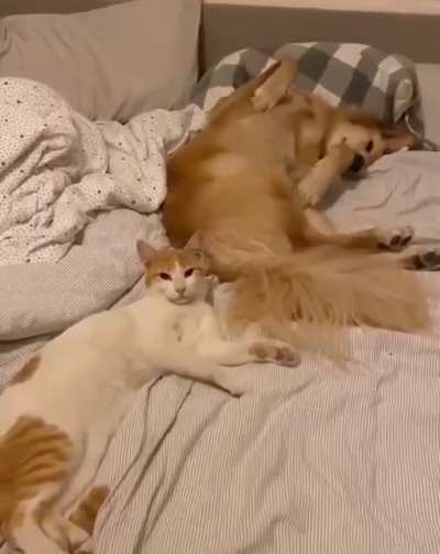 Time to wake up? Leave me alone ?