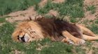 Lion letting out some sleepy roars