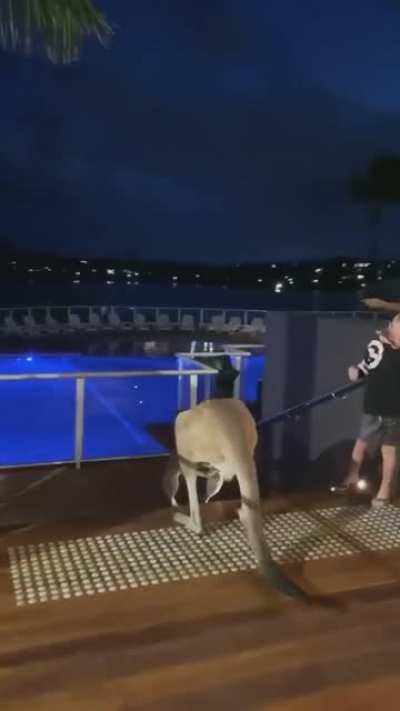 ? Grey Kangaroo just casually hopping into a party ?