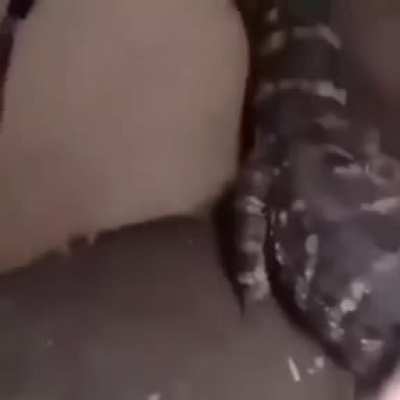 Cute alligator