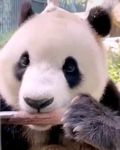 ? Adorable Giant Panda Eating Bamboo Shoots