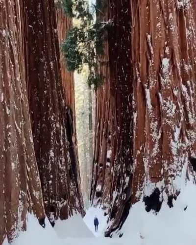 ? Giant sequoia trees with Human for scale