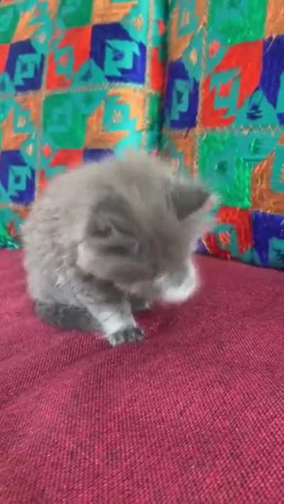 Mishti and her clean up regime.. the cutest thing you will see today ?