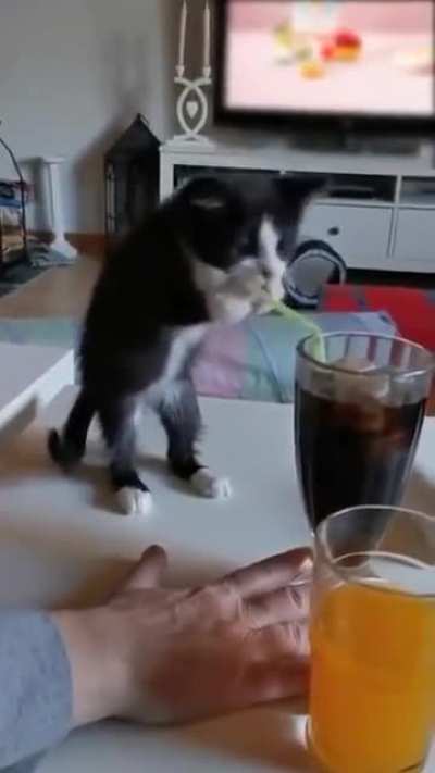 Cat.
