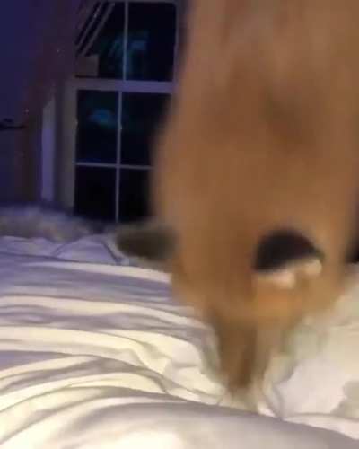 To hide