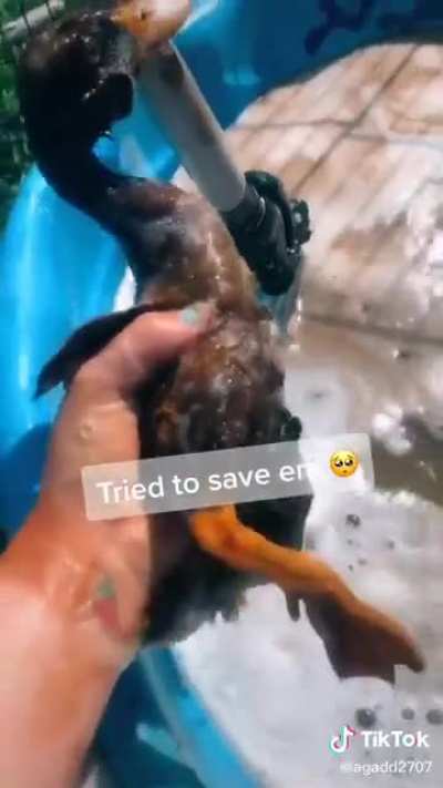 Girl put ducks in a tub of oil so she could "save" them on tiktok