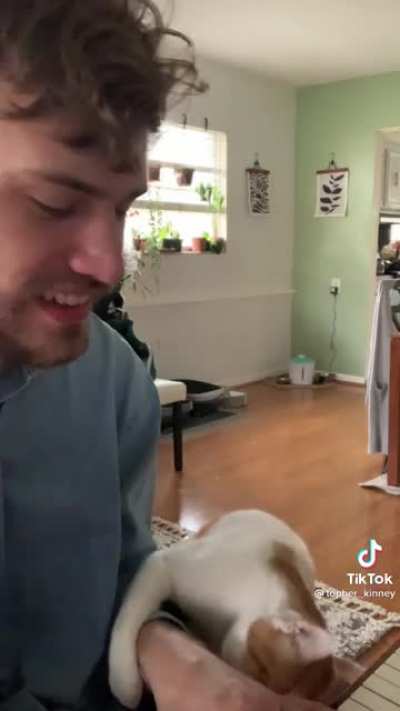 The way the cat looks ??
