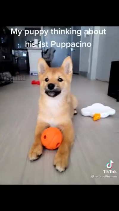 Poor pupper!