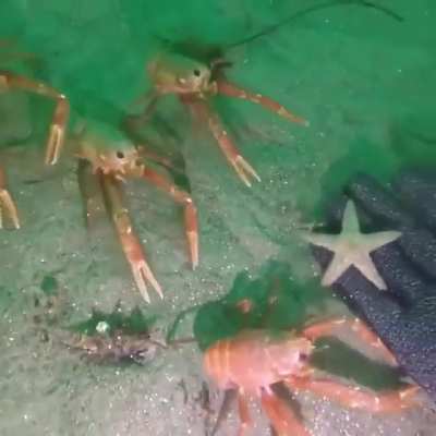 ? Curious crabs inspecting a diver