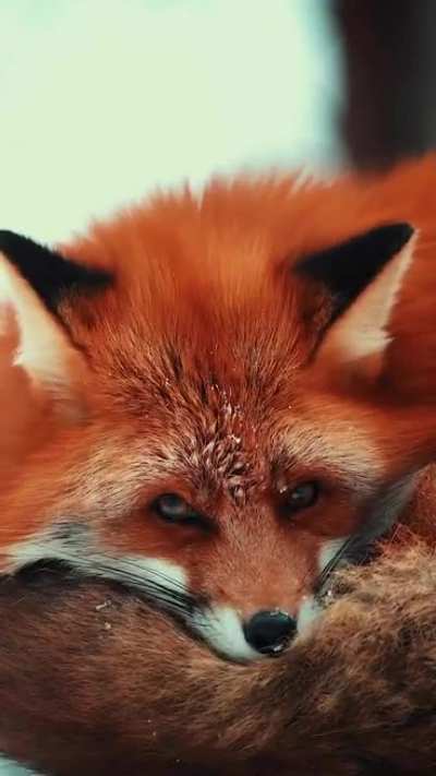? Red Fox