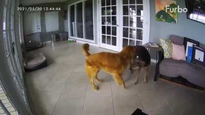 Good girl Roxy rushes and helps to stop his best friend’s seizure. Laker, the Golden, was born with seizures and are controlled by medication, but it doesn’t suppress all the seizures. Roxy is always there to help and protect her best friend. We don’t des