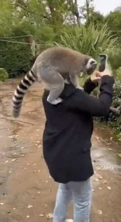 Woman gets a surprise lemur, as bf leaves fruit on her shoulder