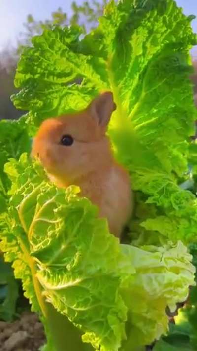 Cute rabbit eating cabbage