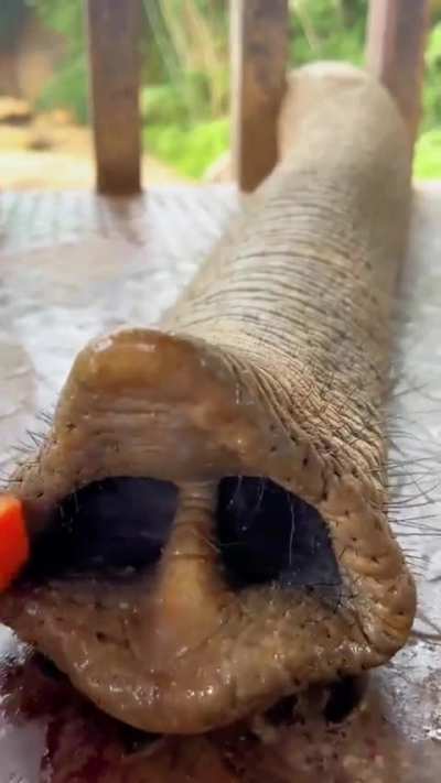 An elephant demanding treats with their trunk