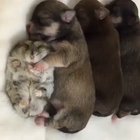 Three Puppies and a Hamster