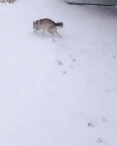 Blind doggo gets excited over snow