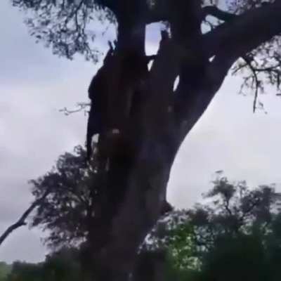 ? Leopard stealing a kill right out from under a hyena’s nose!