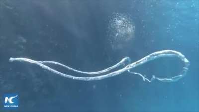 When two bubble rings collide in the ocean