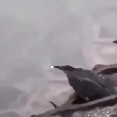 ? Green heron "fishing" with a piece of bread