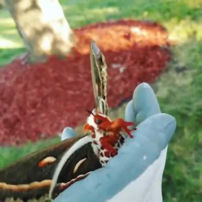 ? The Cecropia Moth, largest moth in North America.