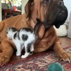 George the mastiff has a new foster kitten