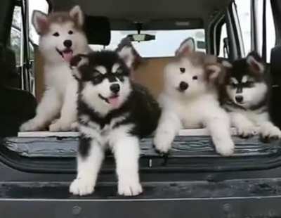 Puppy head tilts