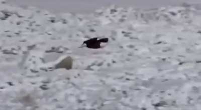 ? Bald Eagle swoops in, steals food right out of the mouth of a Gray Wolf.