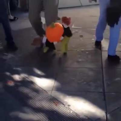 Pumpkin Carrying Dog Costume?