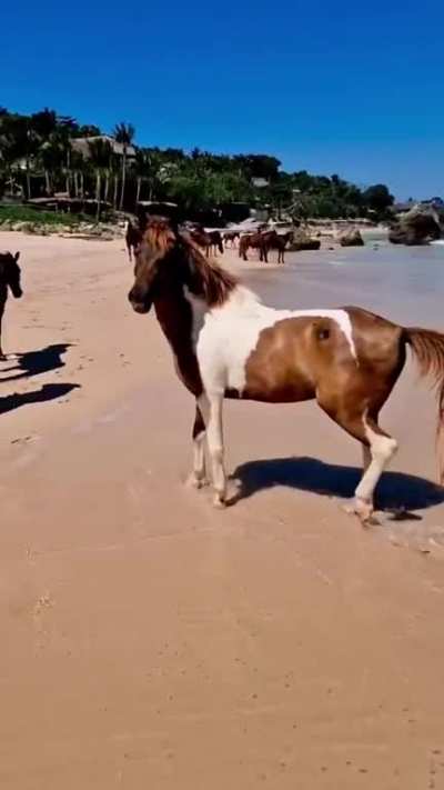? Free-roaming Horses on Sumba Island, Indonesia